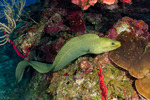 Anguilliformes