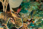 Serraninae