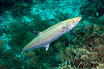 Scombriformes