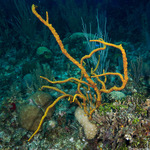 Verongimorpha