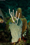 Corals