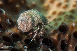Paguridae
