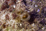 Brachycnemina