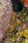 Incirrata