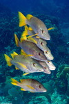 Lutjanidae