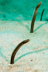 Congridae