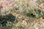 Coryphopterus