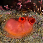 Cnemidocarpa