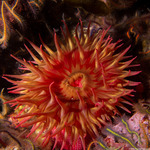 Cnidaria