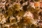 Cirratulidae