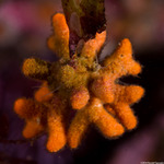 Bryozoa
