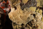Lophiiformes
