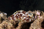 Scorpaenidae