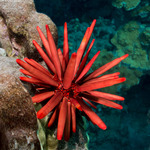 Heterocentrotus