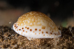 Erroneinae