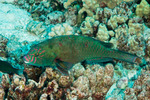 Calotomus
