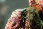 Hermit Crabs