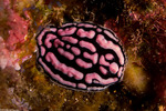 Phyllidiella