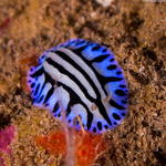 Gastropoda