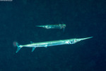 Beloniformes