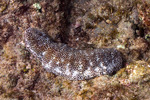 Echinodermata