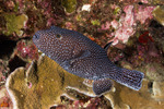 Tetraodontiformes