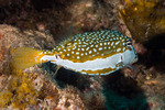 Tetraodontiformes