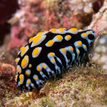 Nudibranchs