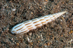 Sea Snails
