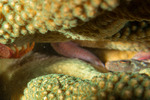 Scorpaenidae