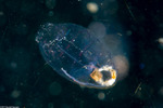 Thaliacea