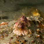 Thoracicalcarea