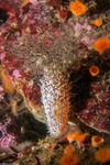 Cucumariidae