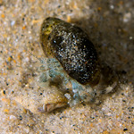 Pagurus