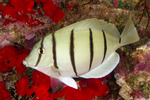 Acanthuridae