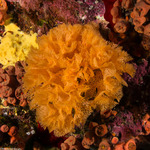 Bryozoa