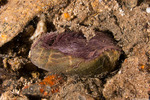 Irregularia