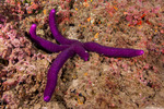 Sea Stars