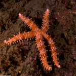 Sea Stars