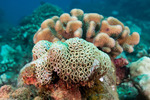 Cnidaria
