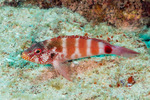 Centrarchiformes