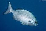 Centrarchiformes