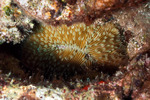 Stony Corals