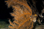 Corals
