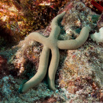 Linckia