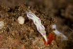 Nudibranchs