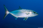 Seriola