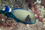Acanthuridae