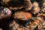Lophiiformes