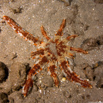 Paxillosida